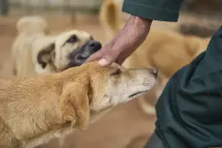 Iranian Cities Ban Dog-Walking in Effort To Prevent Western Culture of Pet Ownership From Taking Hold