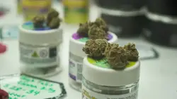 In the Weeds: Immigrants & NY’s Legalized Cannabis Industry